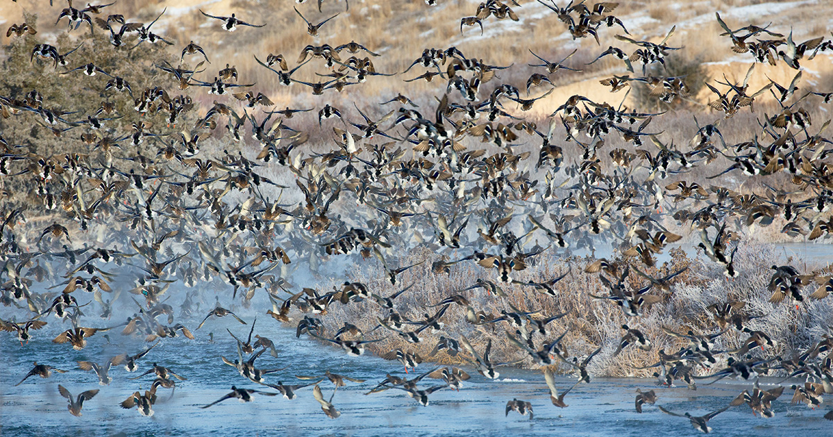 Image for Ducks Unlimited's 2024 Annual Report