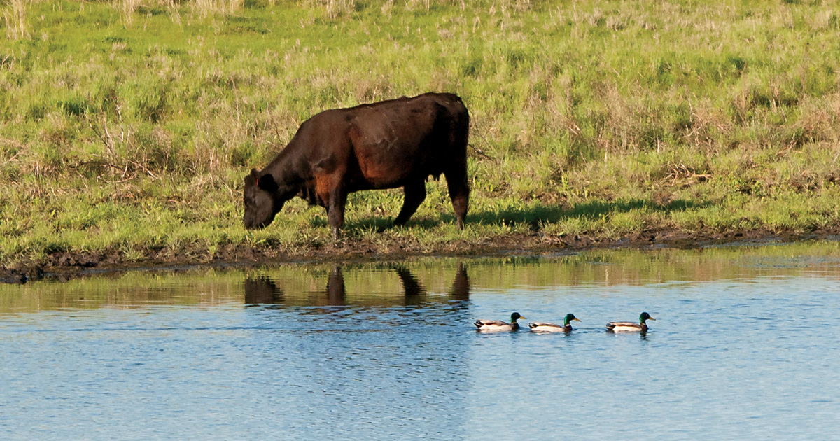 Cattle feeding by mallards in a prairie pothole. Photo by DougSteinke.com.jpg