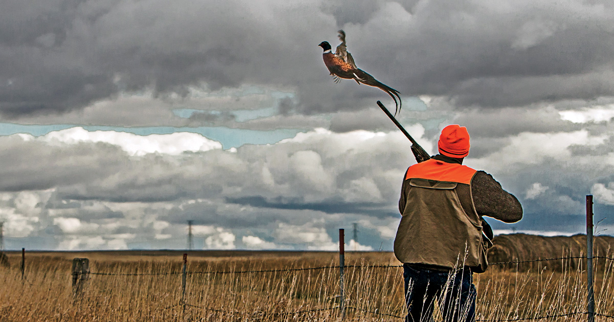 Image for Shotgunning: A Primer for Pheasants