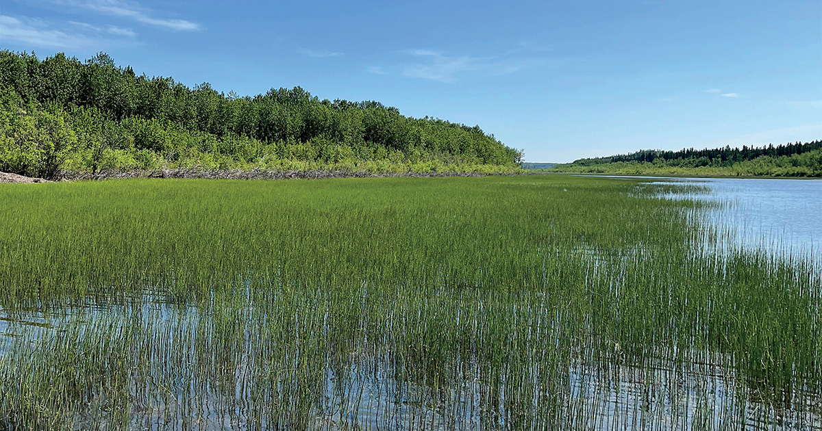 Image for Field Reports: Waterfowl Production Outlook