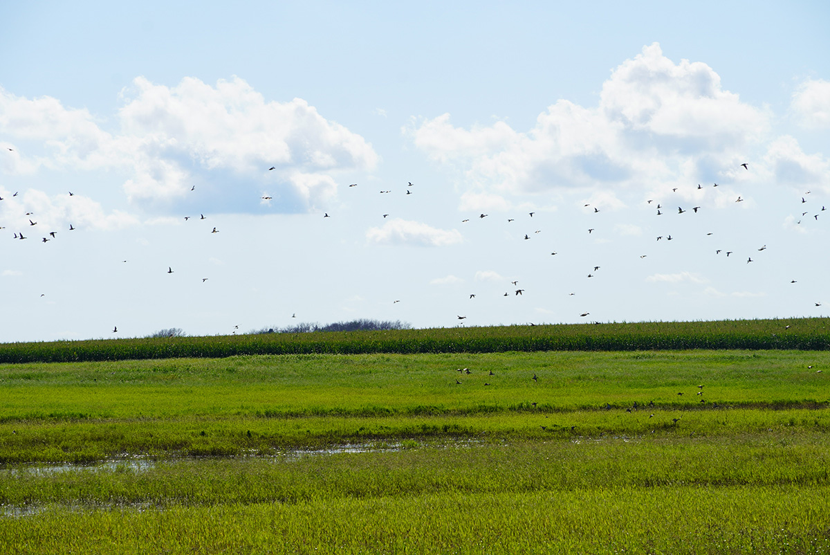 Flint Hills Resources and Ducks Unlimited Celebrate 40 Years of Partnership
