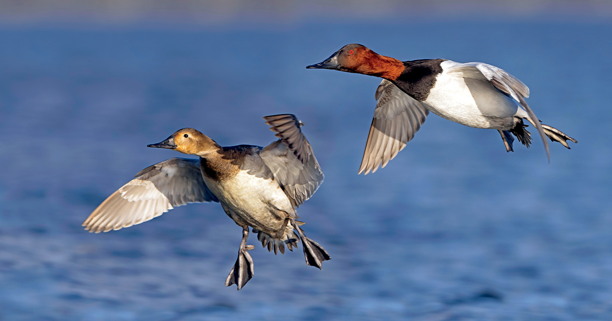 Pair of canvasbacks flying. Photo by GaryKramer.net
