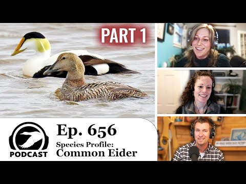 Species Profile: Common Eider (Part 1) | DU Podcast