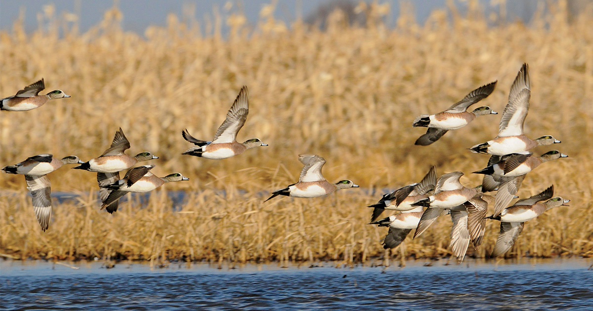 Image for DU Special Report: 2024 Status of Waterfowl