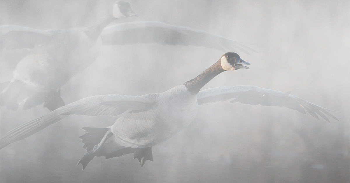 Image for Cupped Wings: The Swamp Goose Lottery