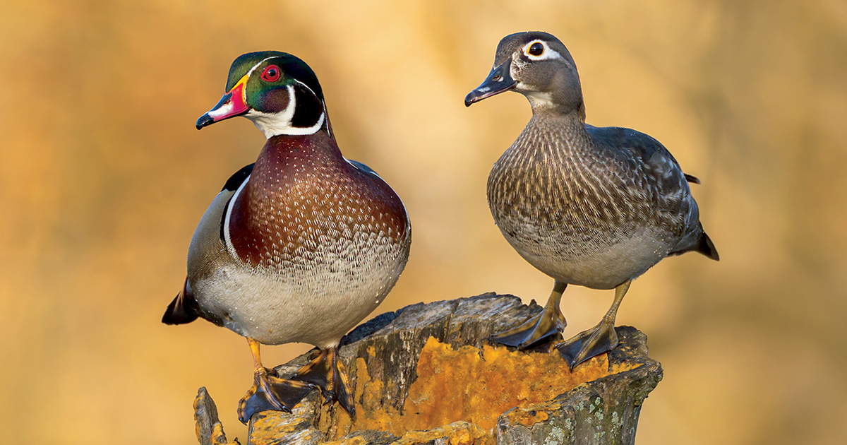 Image for Understanding Waterfowl: Wood Ducks East to West