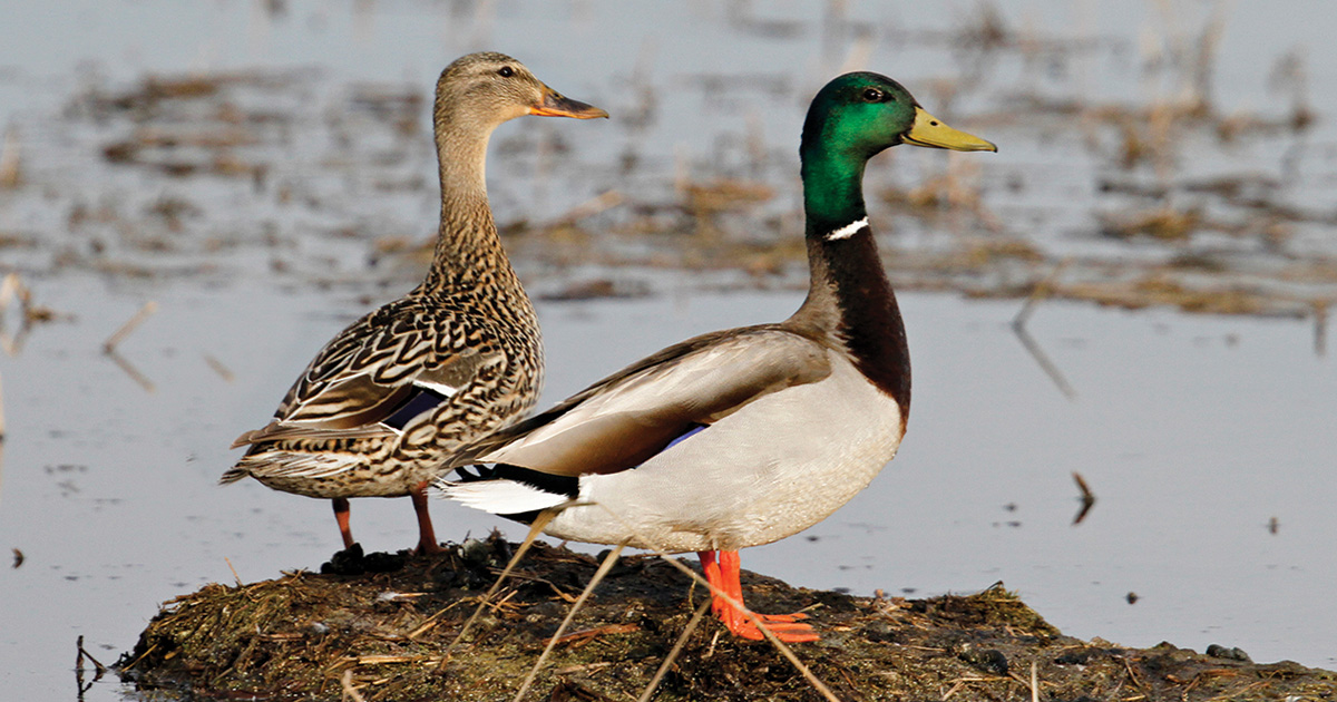 Image for 2025 State Waterfowl Surveys Overview