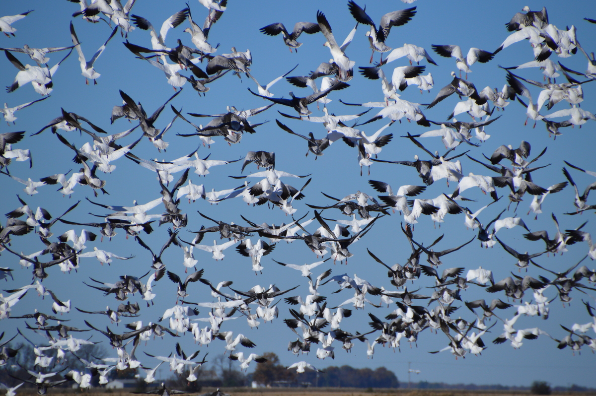 Mack’s Prairie Wings and Ducks Unlimited host World Championship Snow Goose Competition