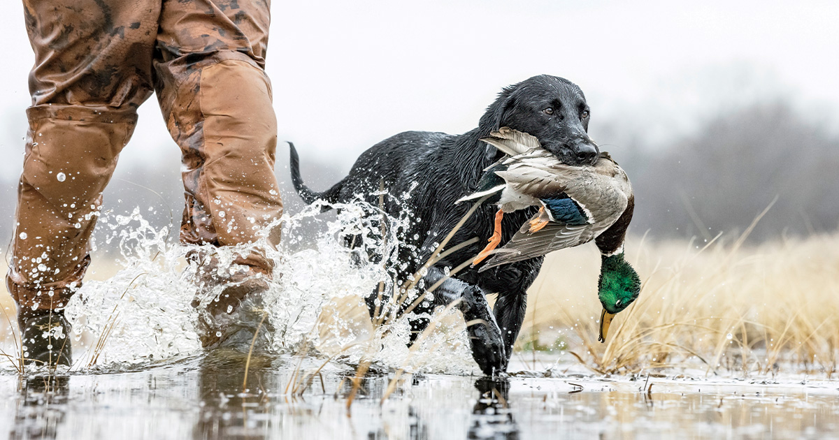 Hunter and retriever with harvested mallard. Photo by Tom Martineau/WildFrontImages.com