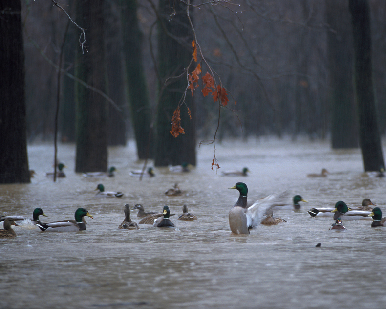 Image for $2.1M Federal Grant Helps Funds Major Wetland Restoration in Mississippi Alluvial Valley