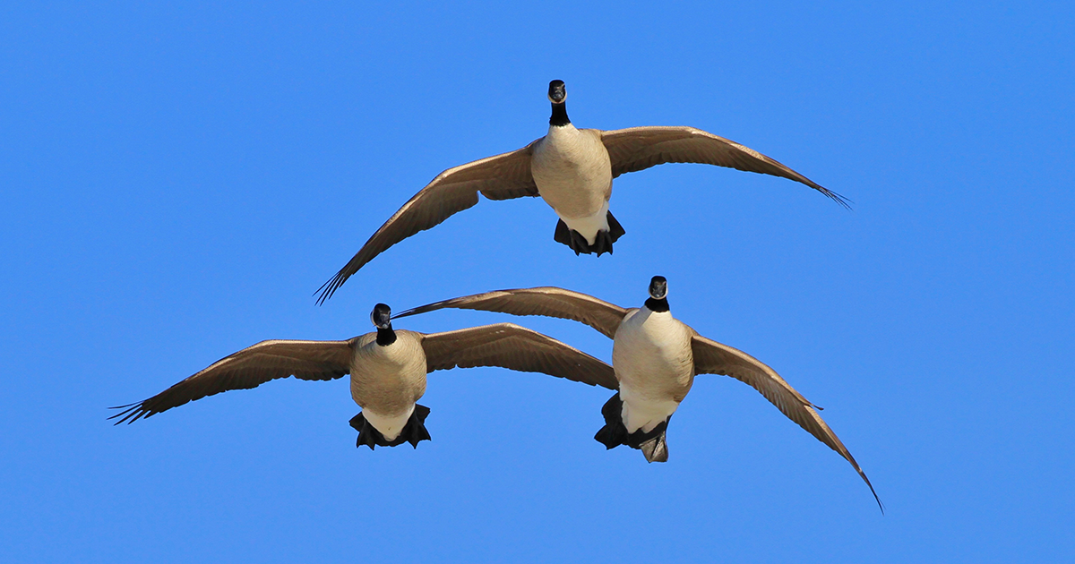 Image for Migration Alert: Minnesota, Wisconsin, and Michigan Waterfowlers Prepare for Opener