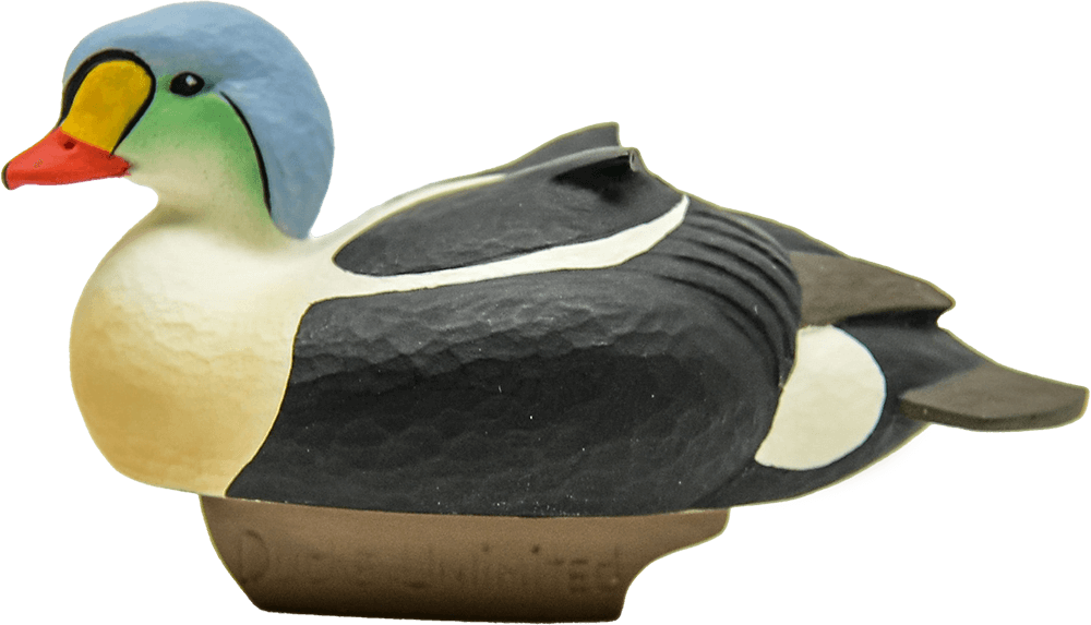 King Eider