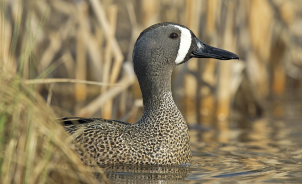 Duck peaking out of the grasslands