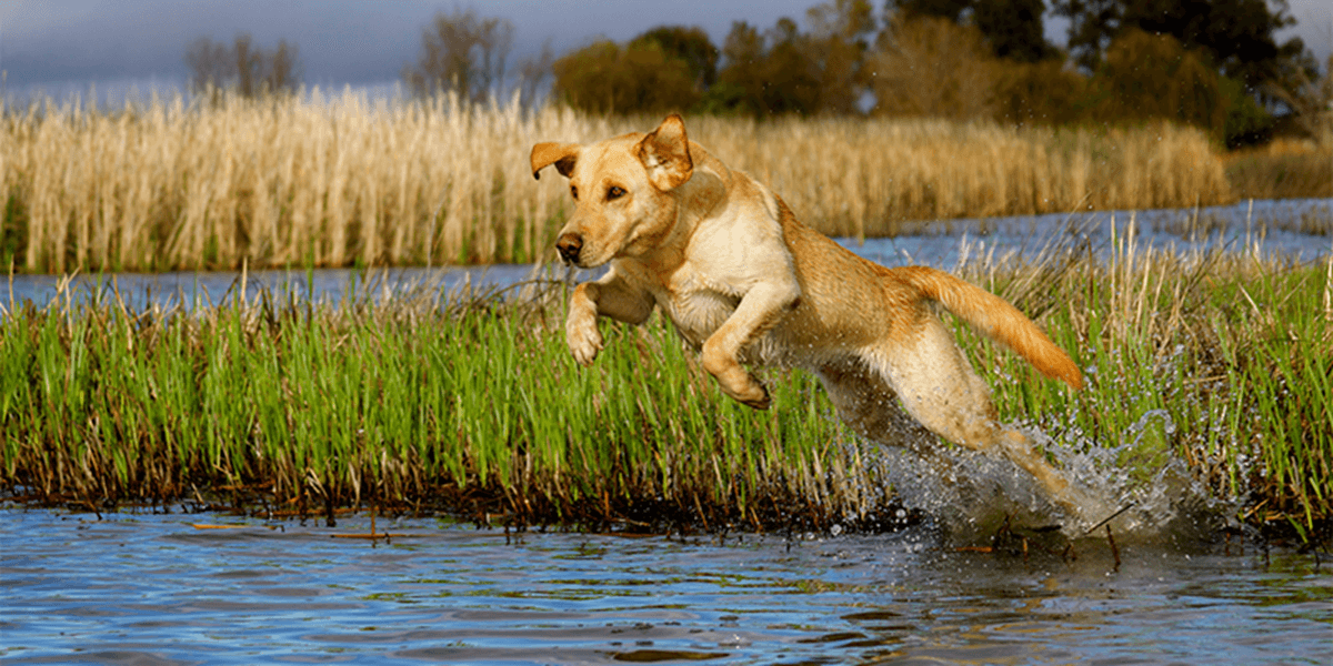 Image for Water Dog Workouts